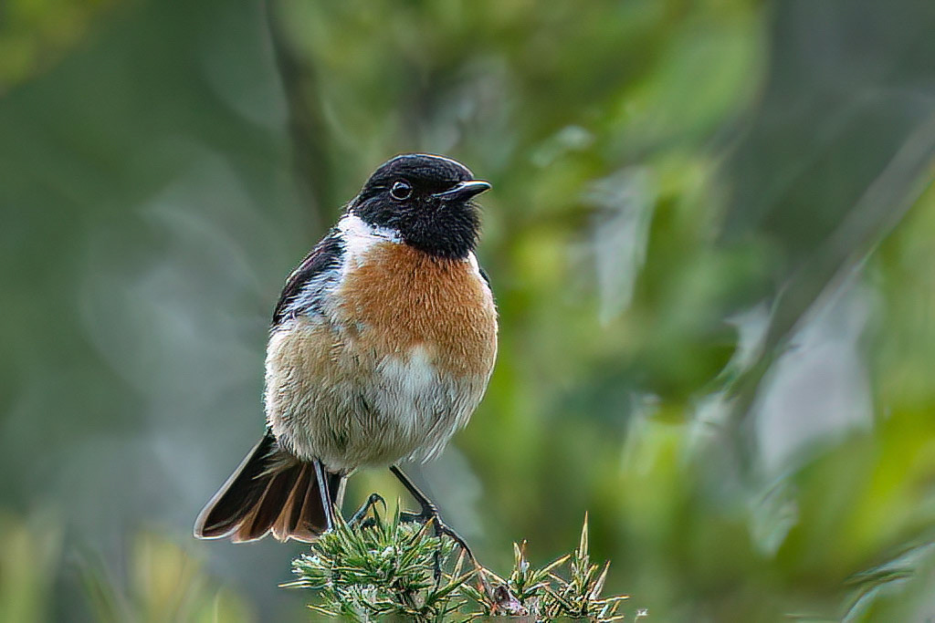 Stonechat