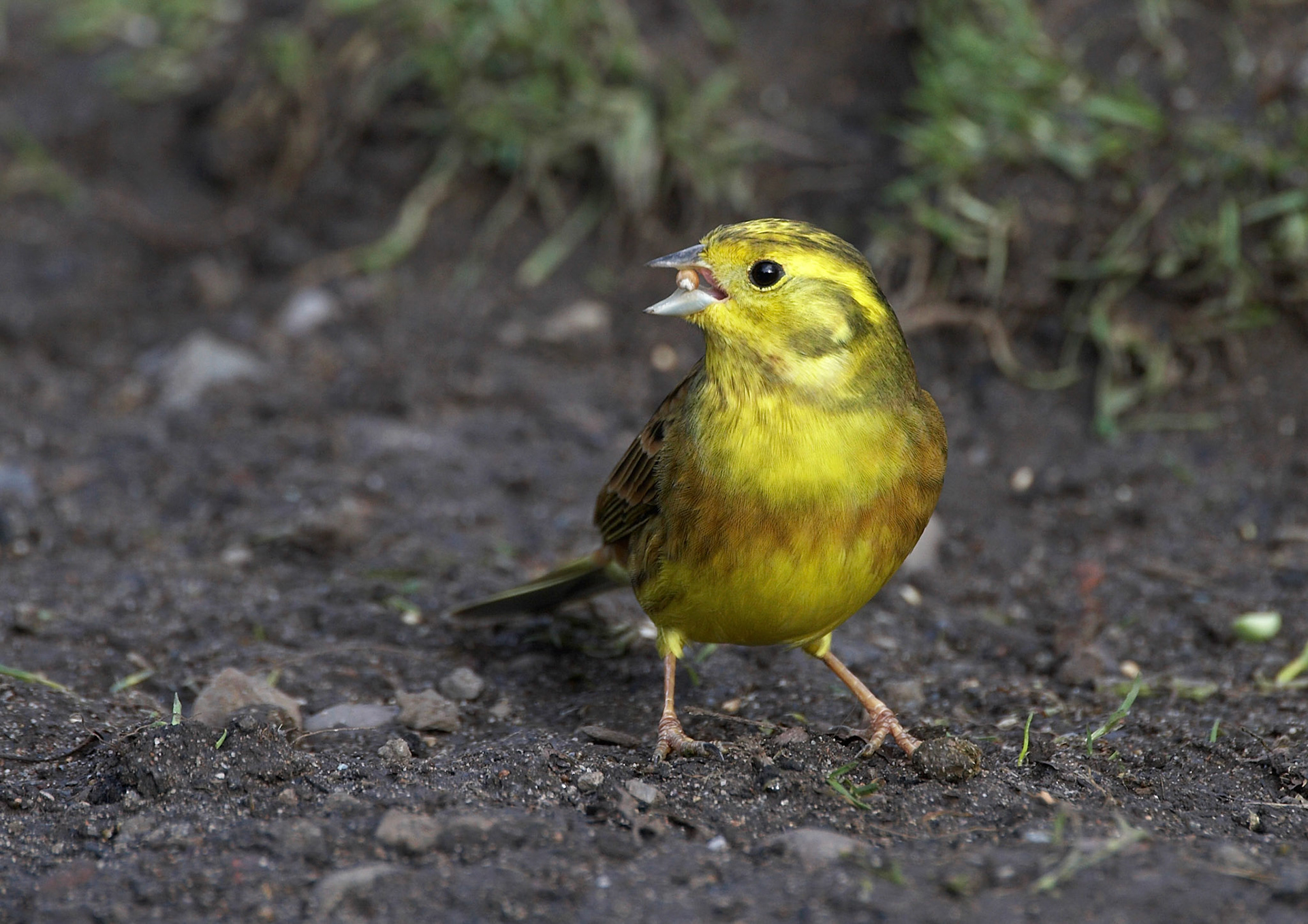 Yellowhammer
