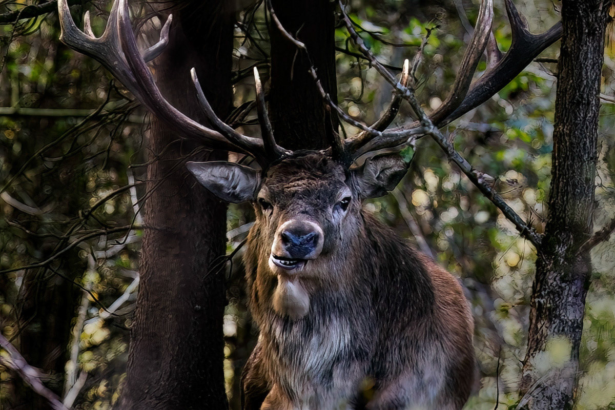 Red Deer Stag