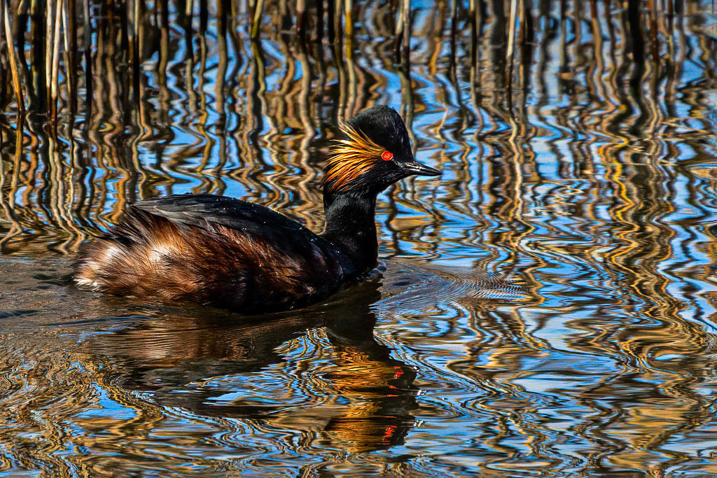 Black-necked Grebe