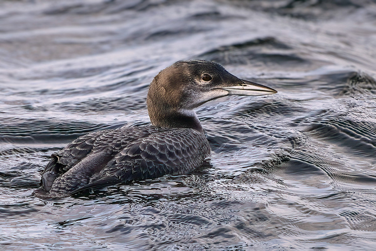 Great Northern Diver