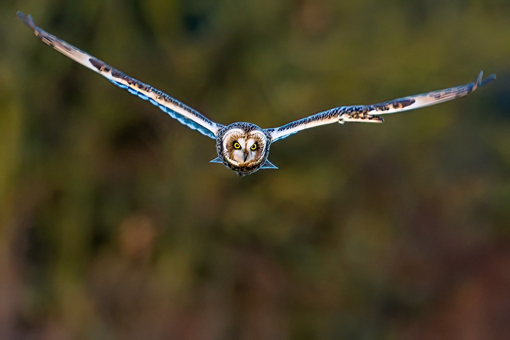 Short-eared Owl