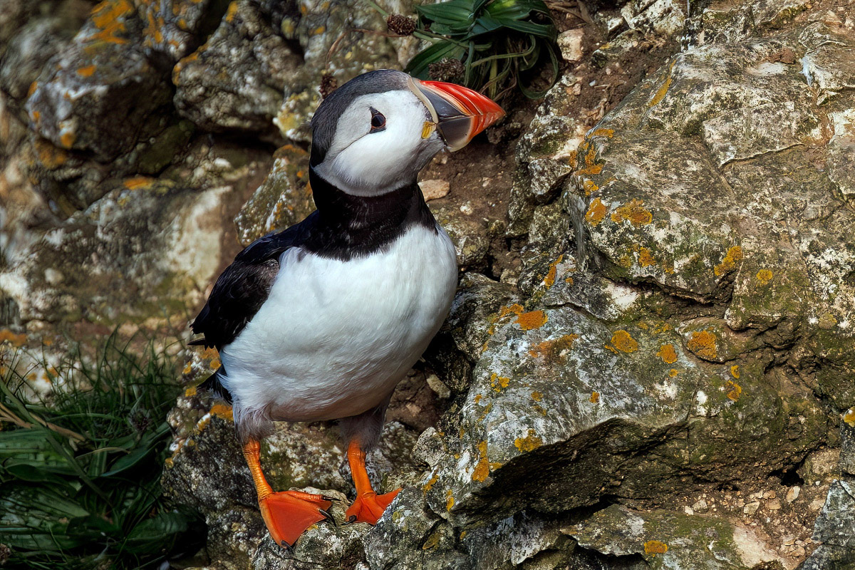 Puffin