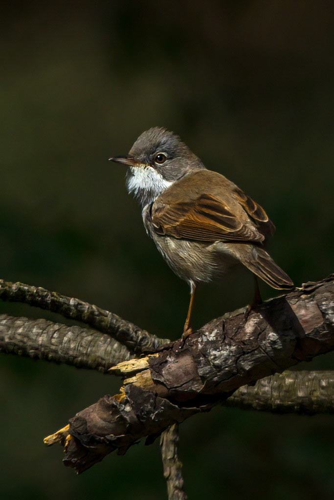 Common Whitethroat