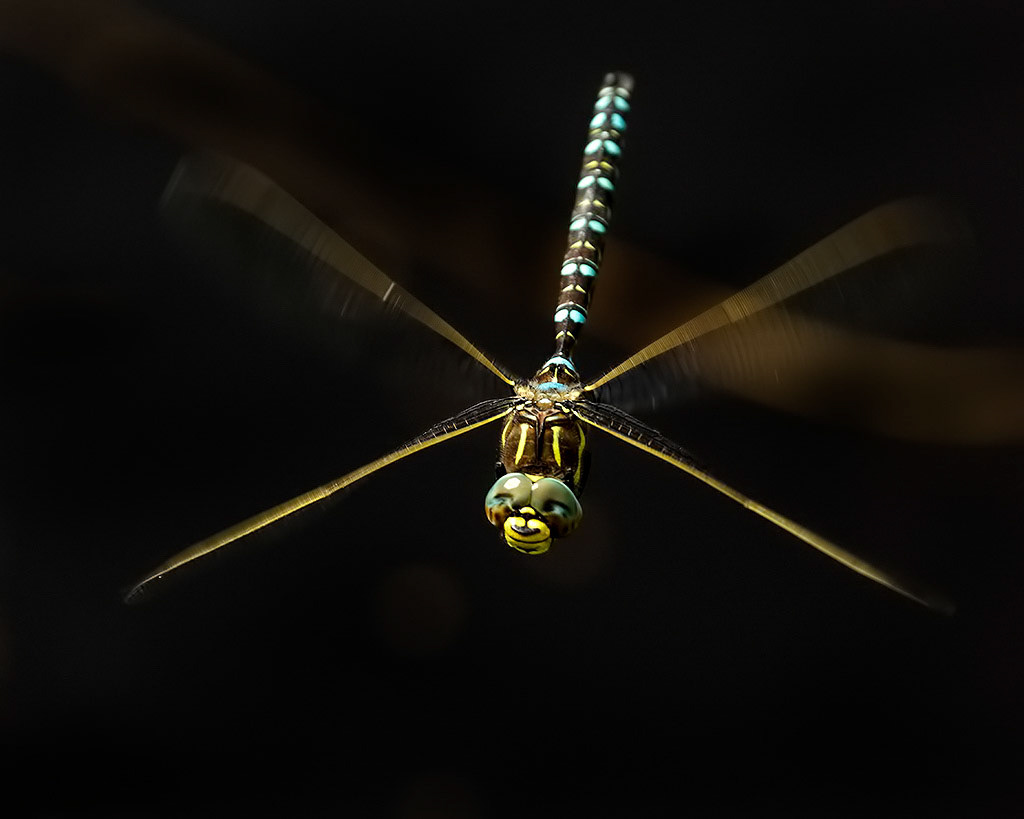 Common Hawker