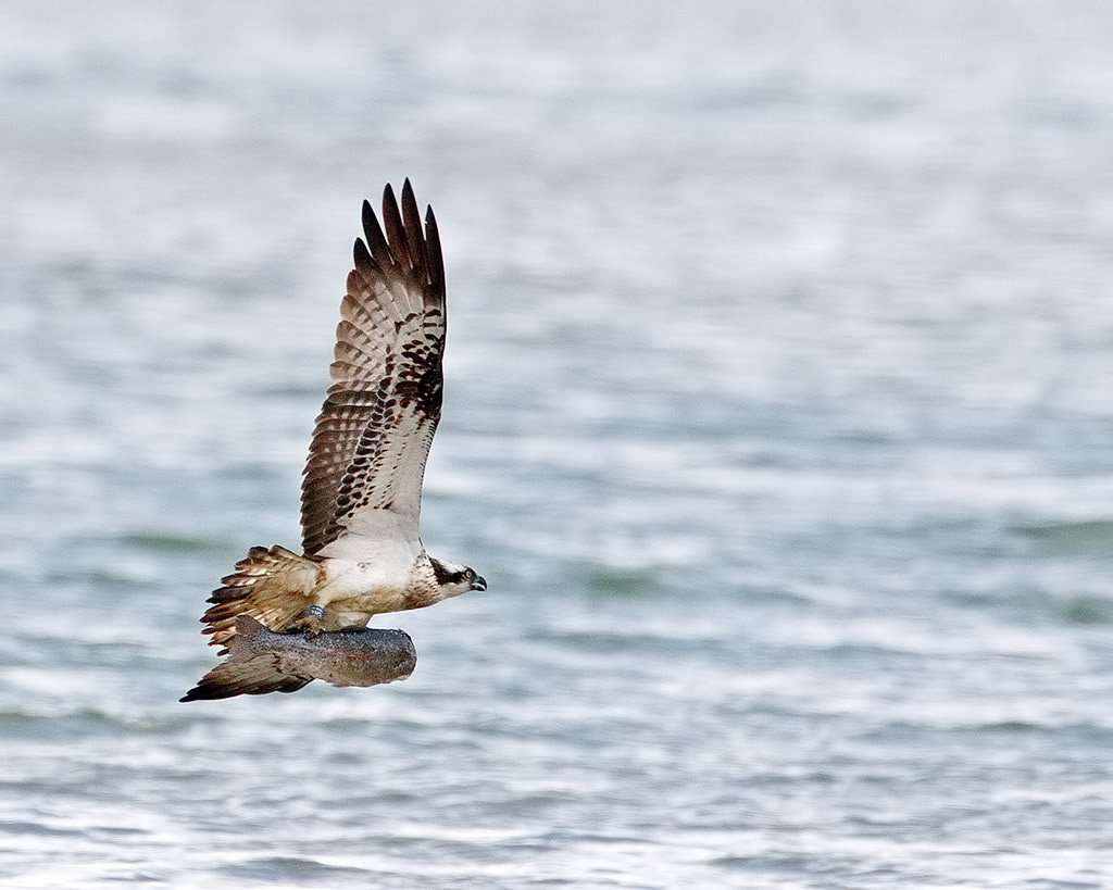 Osprey