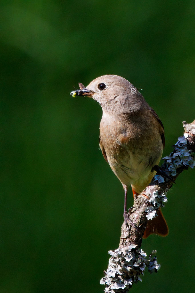 Redstart