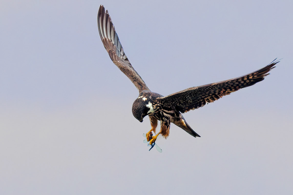Hobby