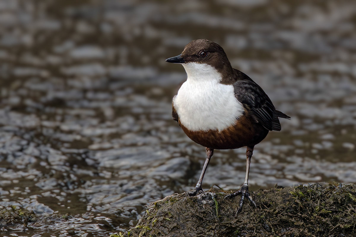 Dipper