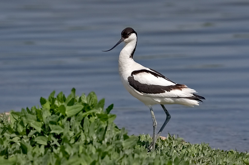 Avocet