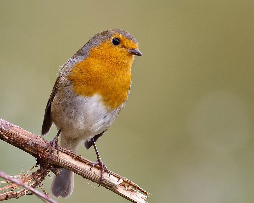 Robin