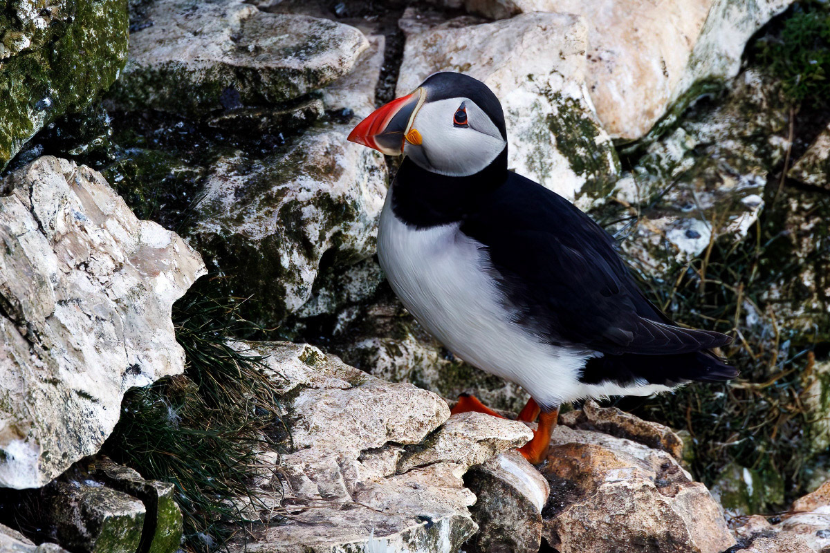 Puffin
