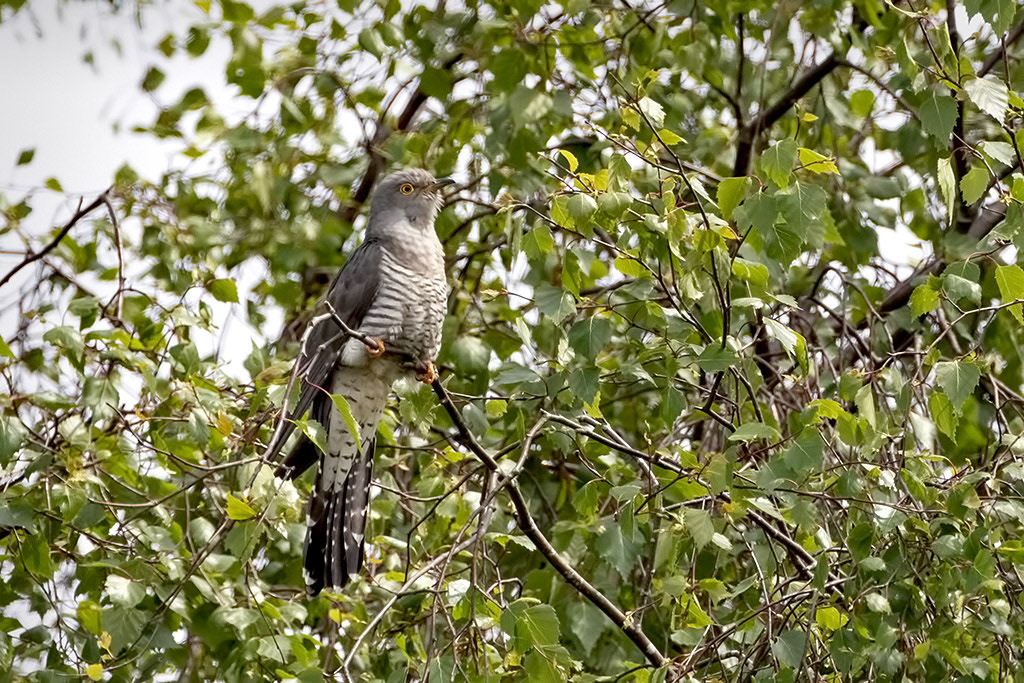 Cuckoo