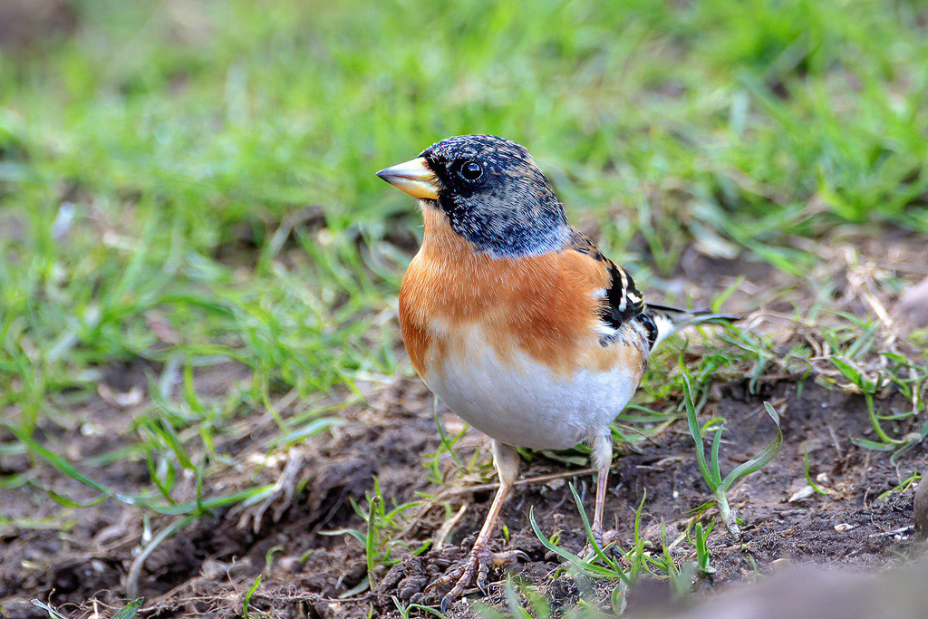 Brambling