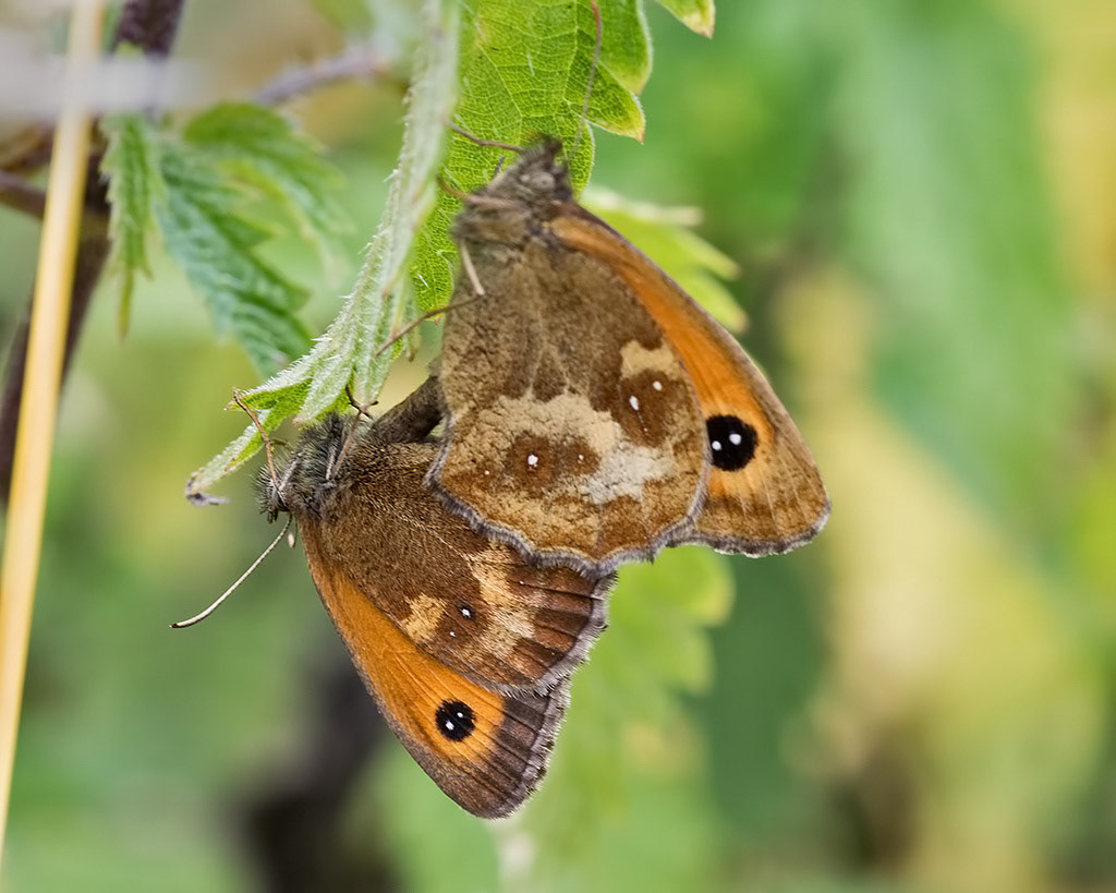 Gatekeeper
