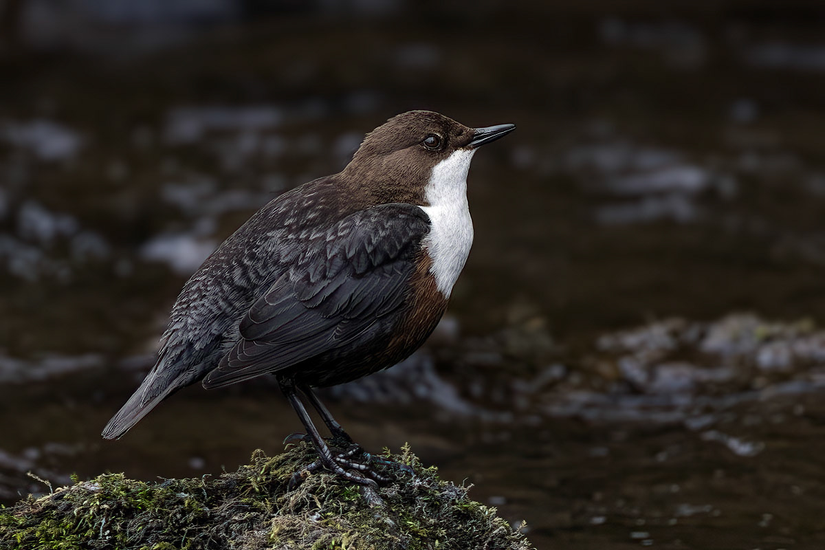 Dipper