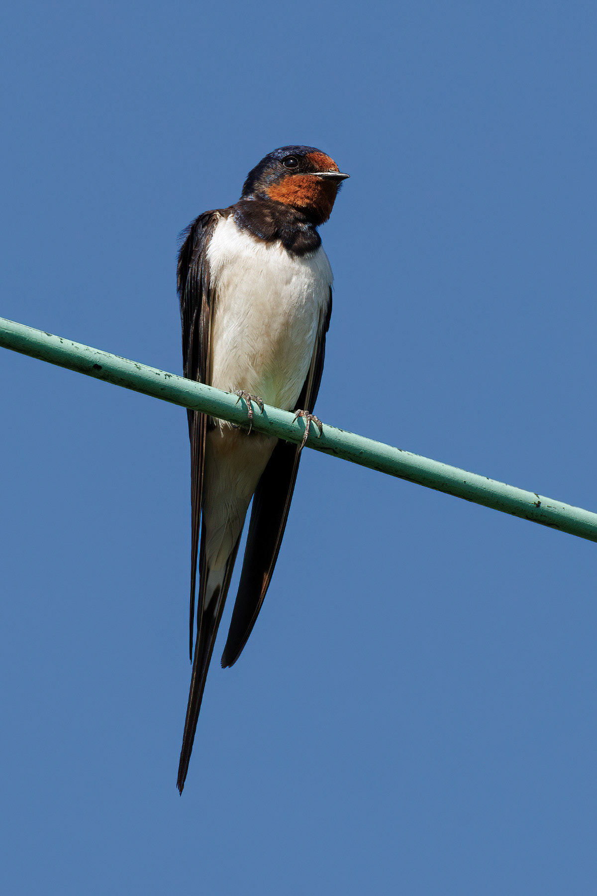 Swallow