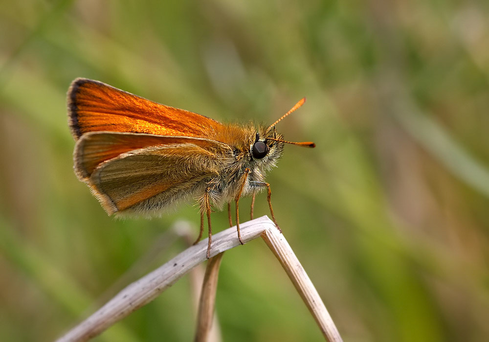 Small Skipper