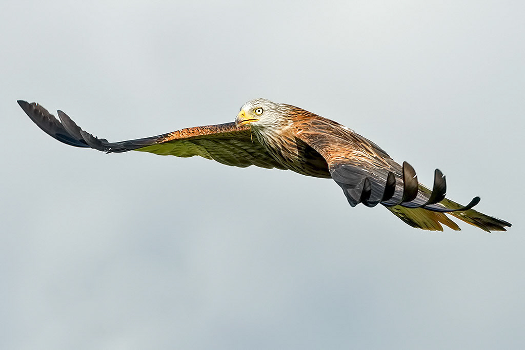 Red Kite
