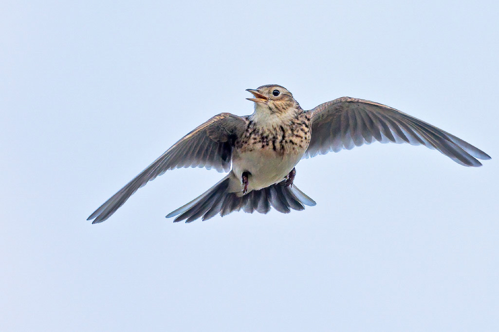 Skylark