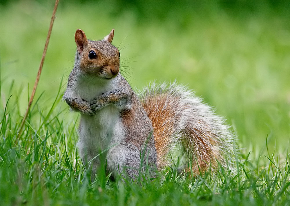 Grey Squirrel