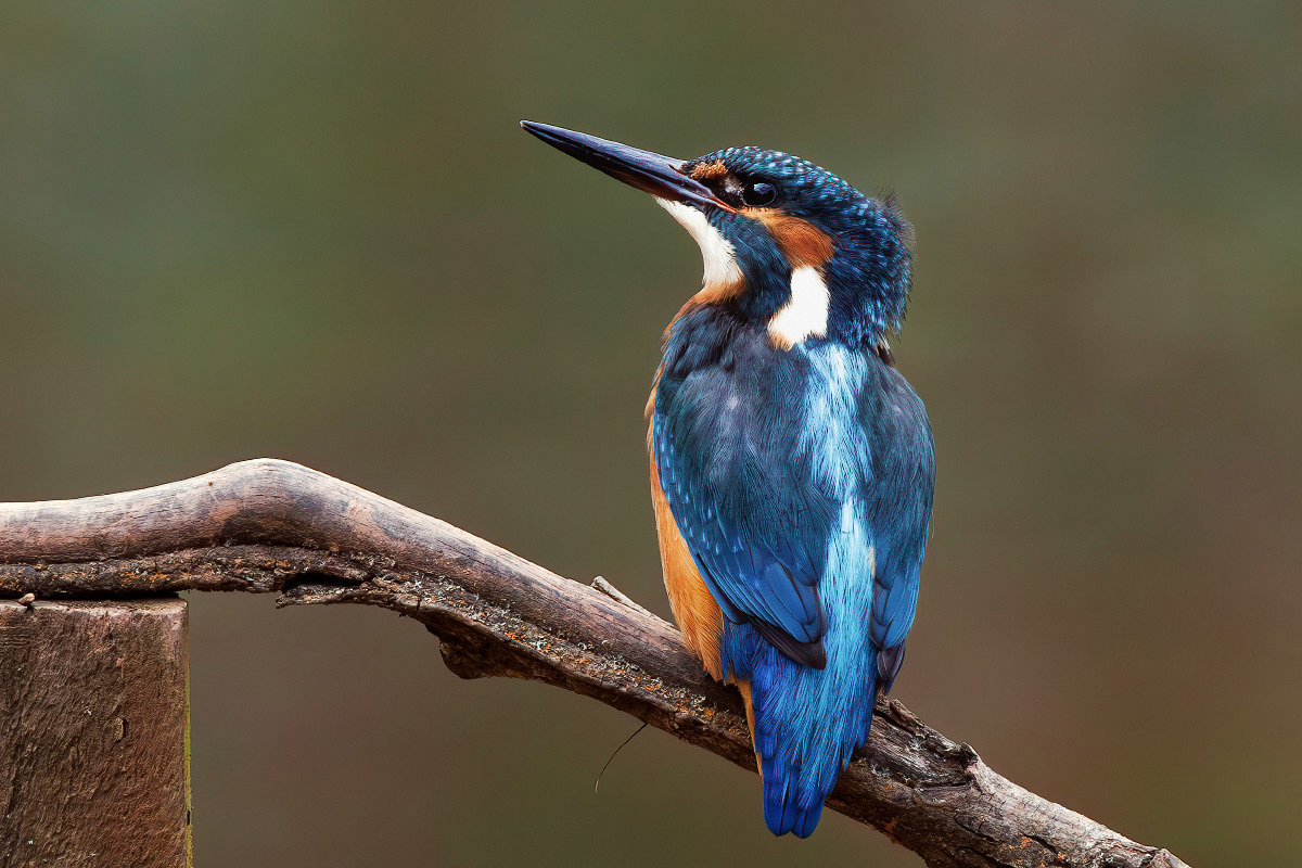 Kingfisher