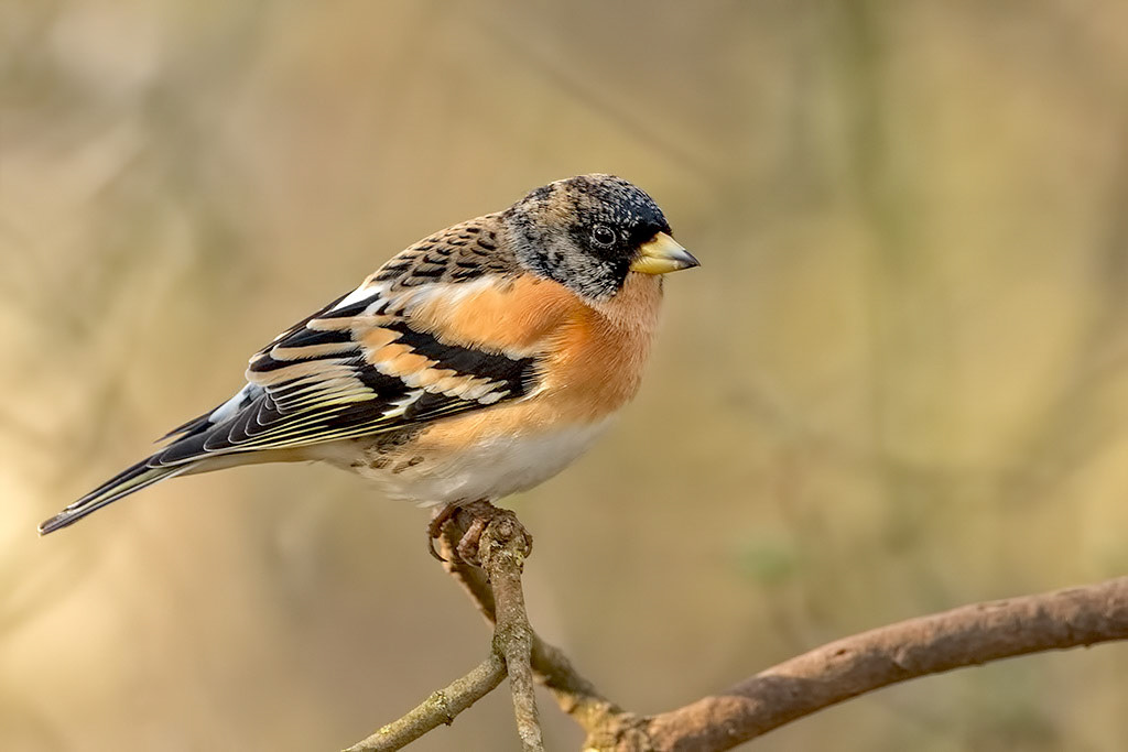 Brambling
