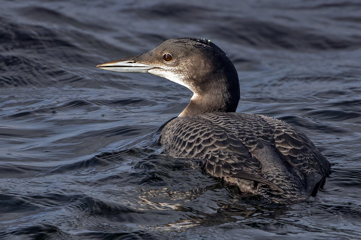 Great Northern Diver