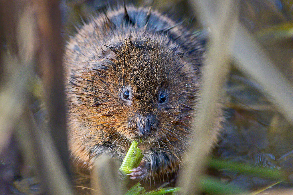 Water Vole