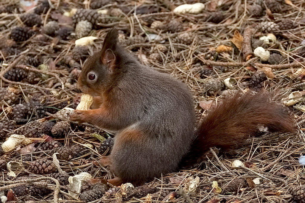 Red Squirrel