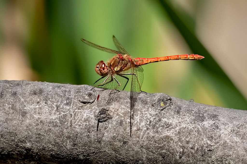 Common Darter