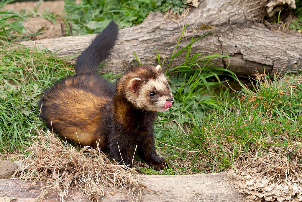 Polecat