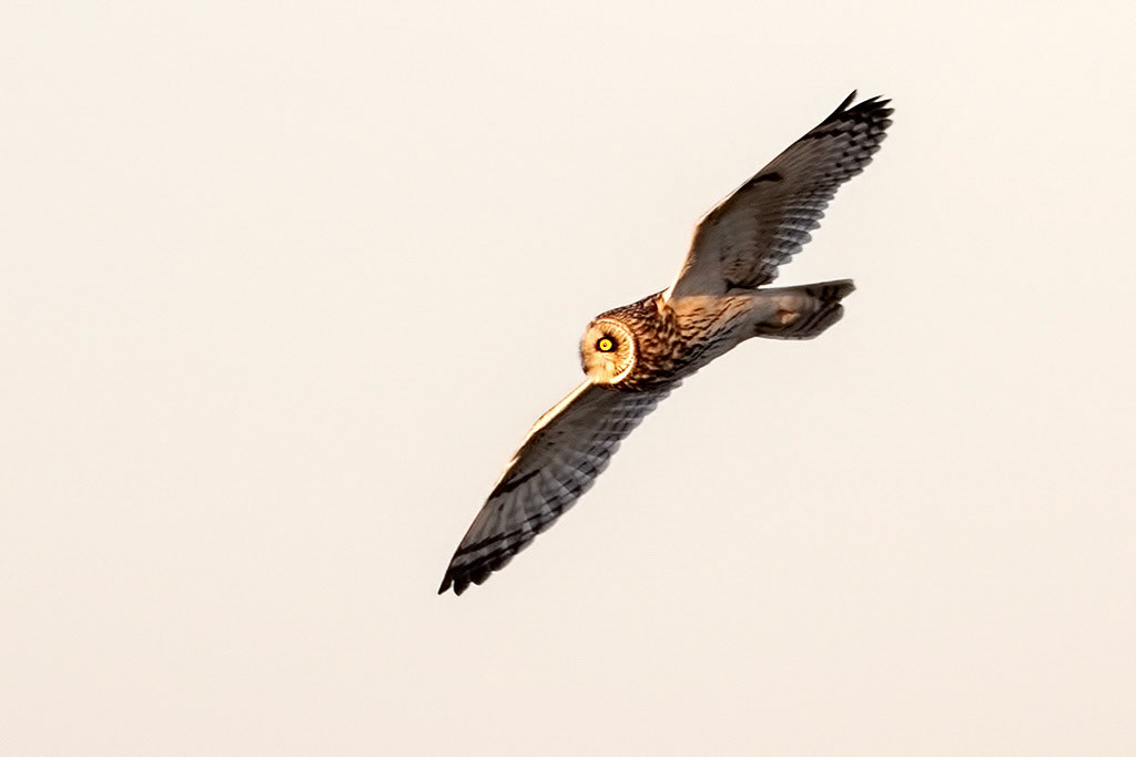 Short-eared Owl