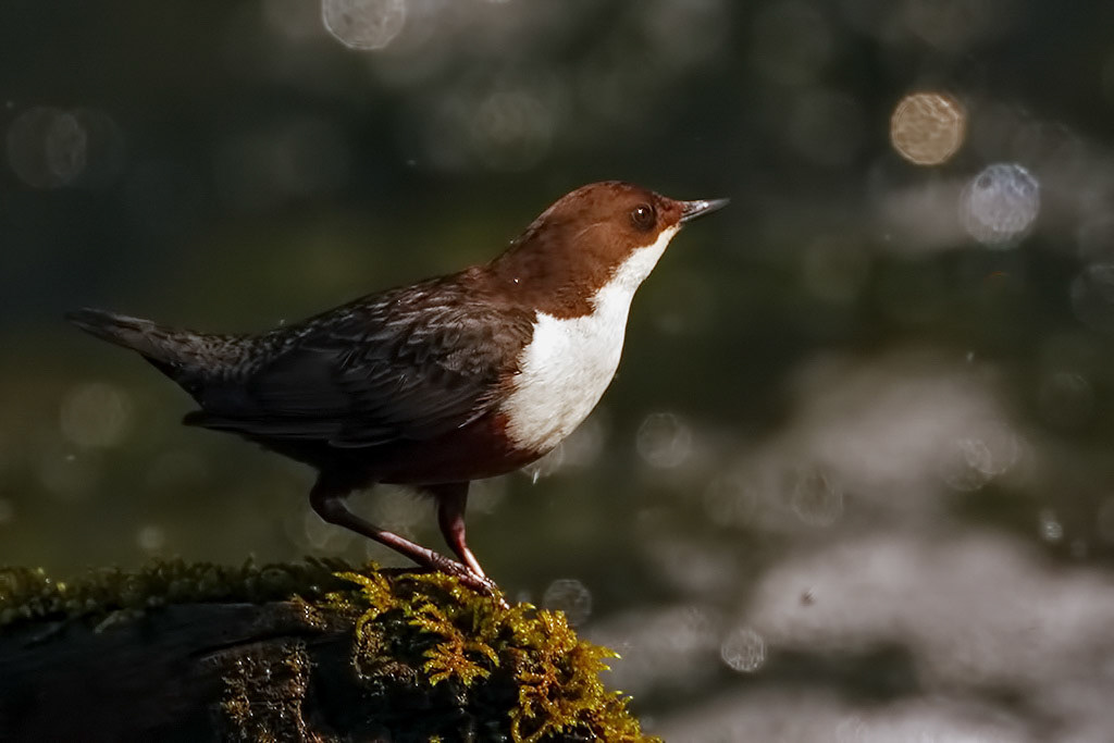 Dipper