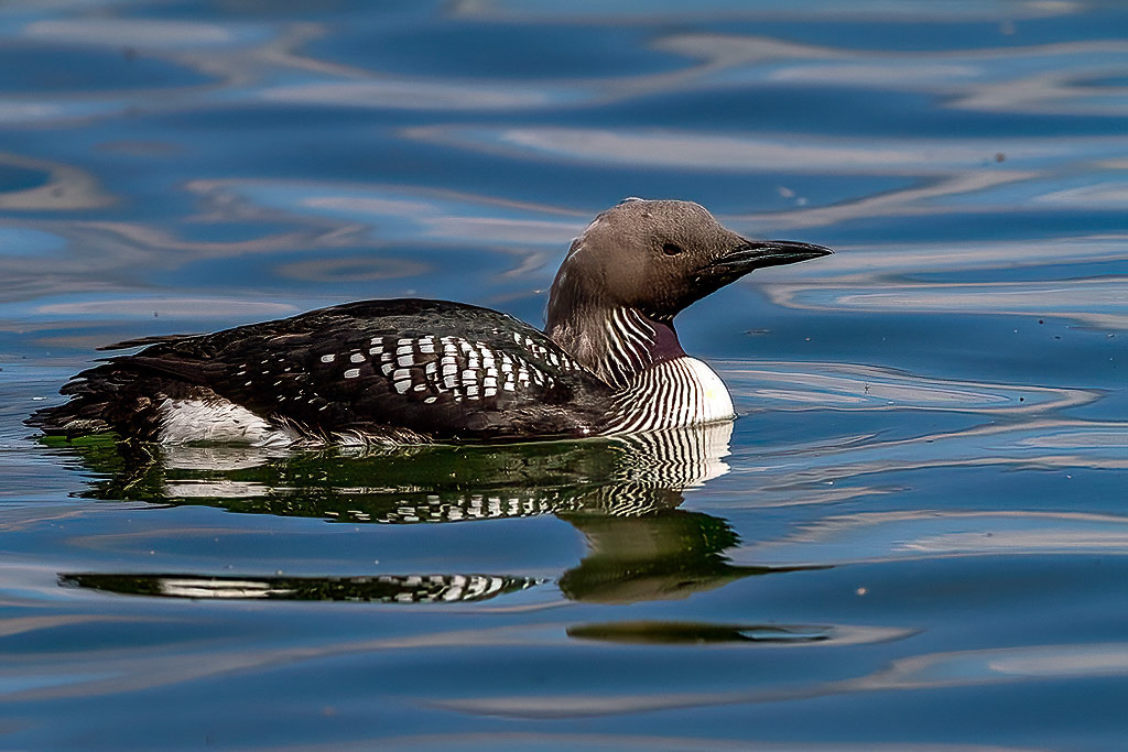 Black-throated Diver