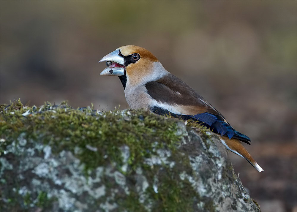 Hawfinch