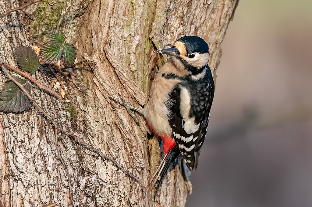 Great Spotted Woodpecker