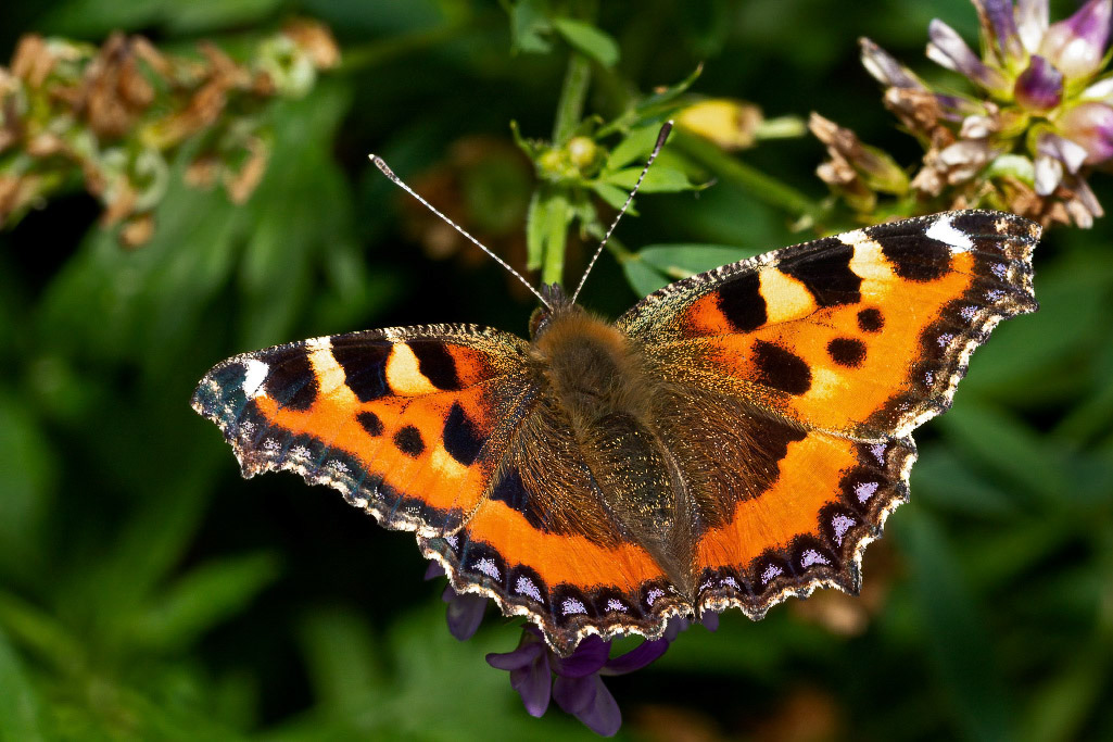 Small Tortoiseshell