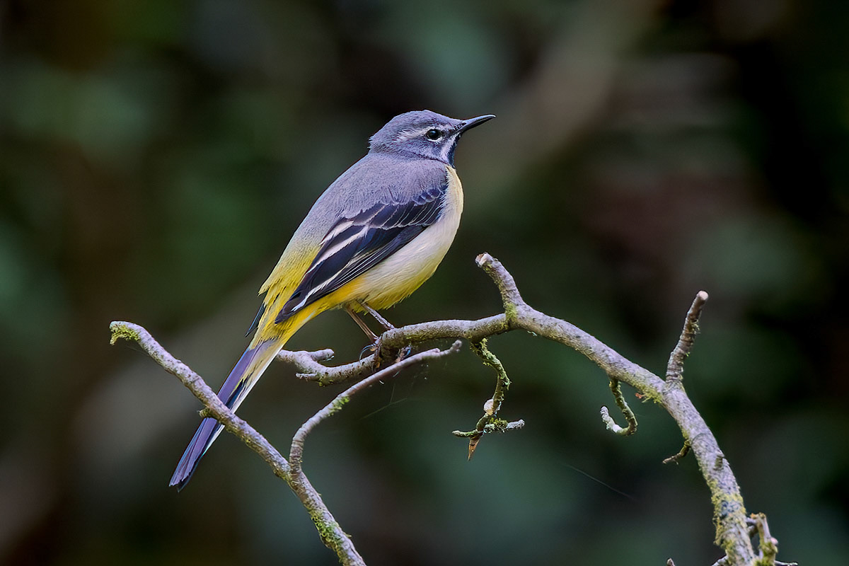 Grey Wagtail
