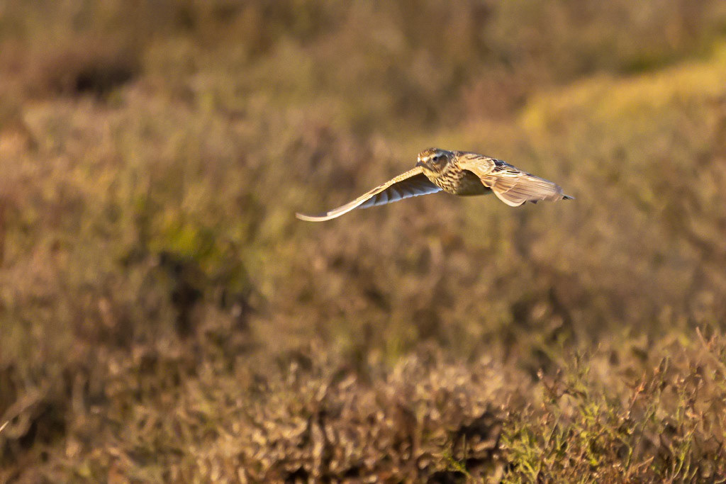 Skylark