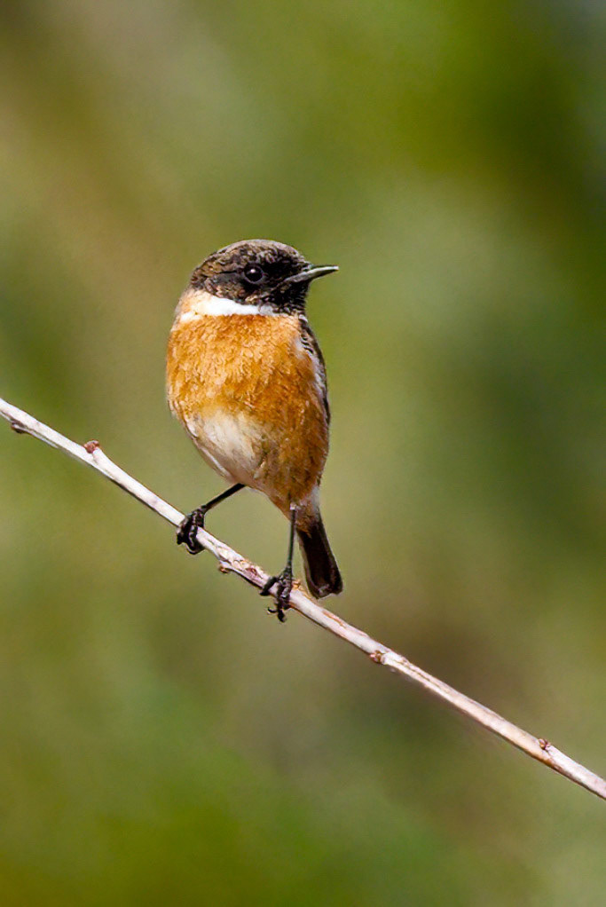 Stonechat
