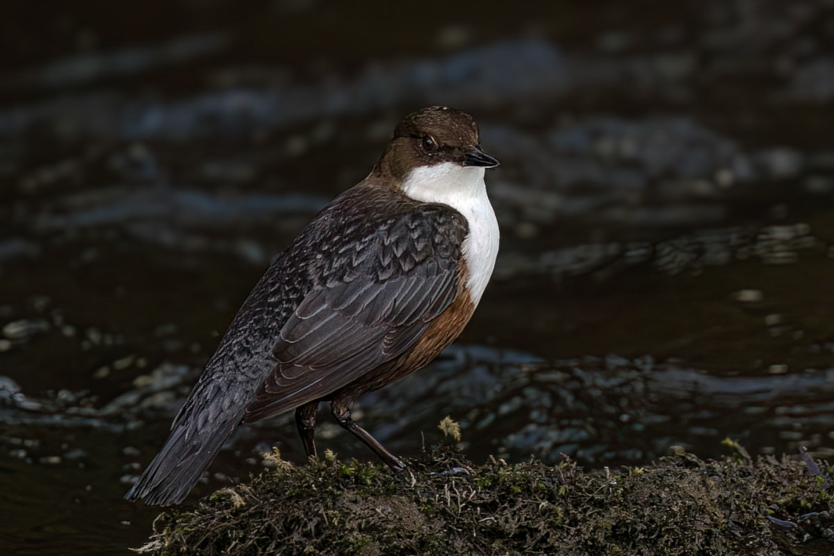 Dipper