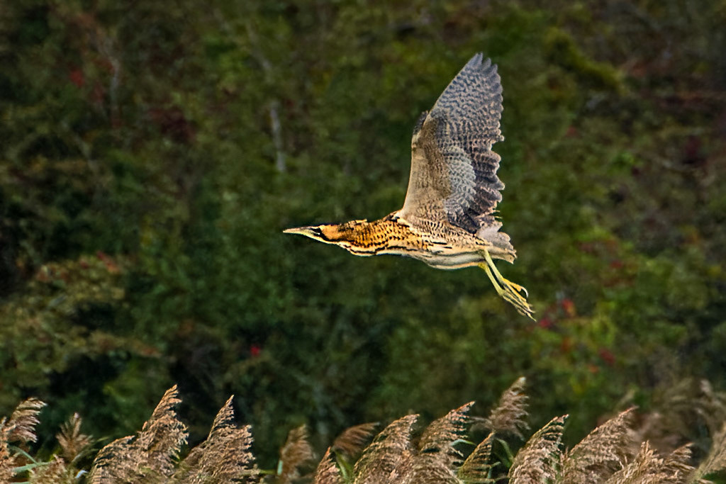 Bittern