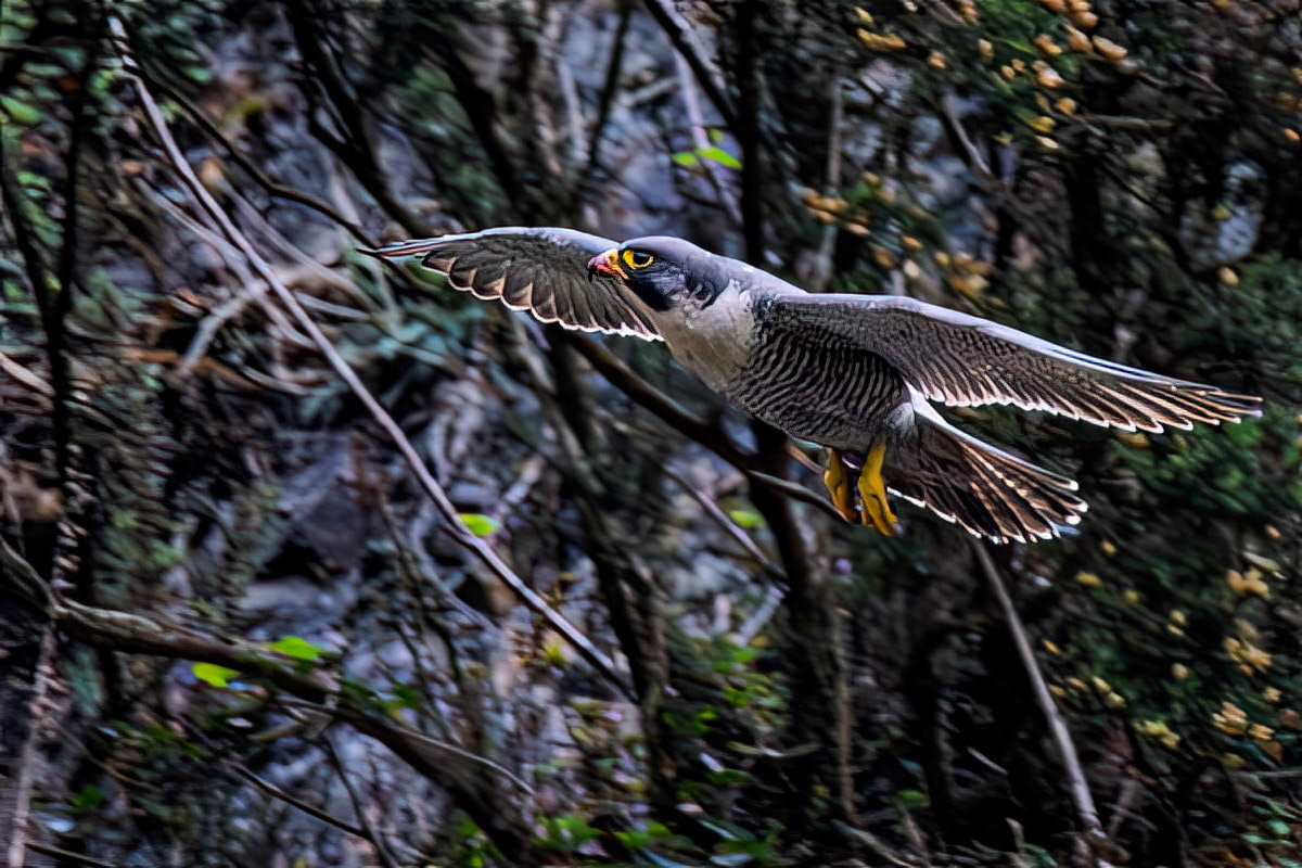 Peregrine