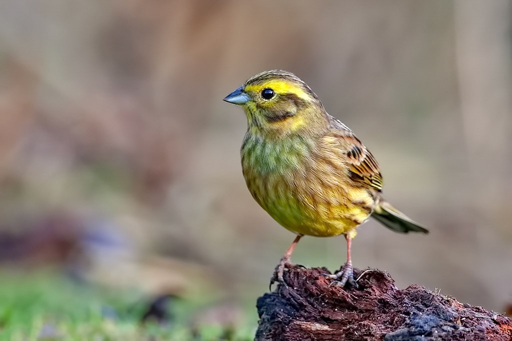 Yellowhammer