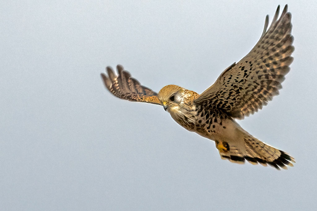 Kestrel