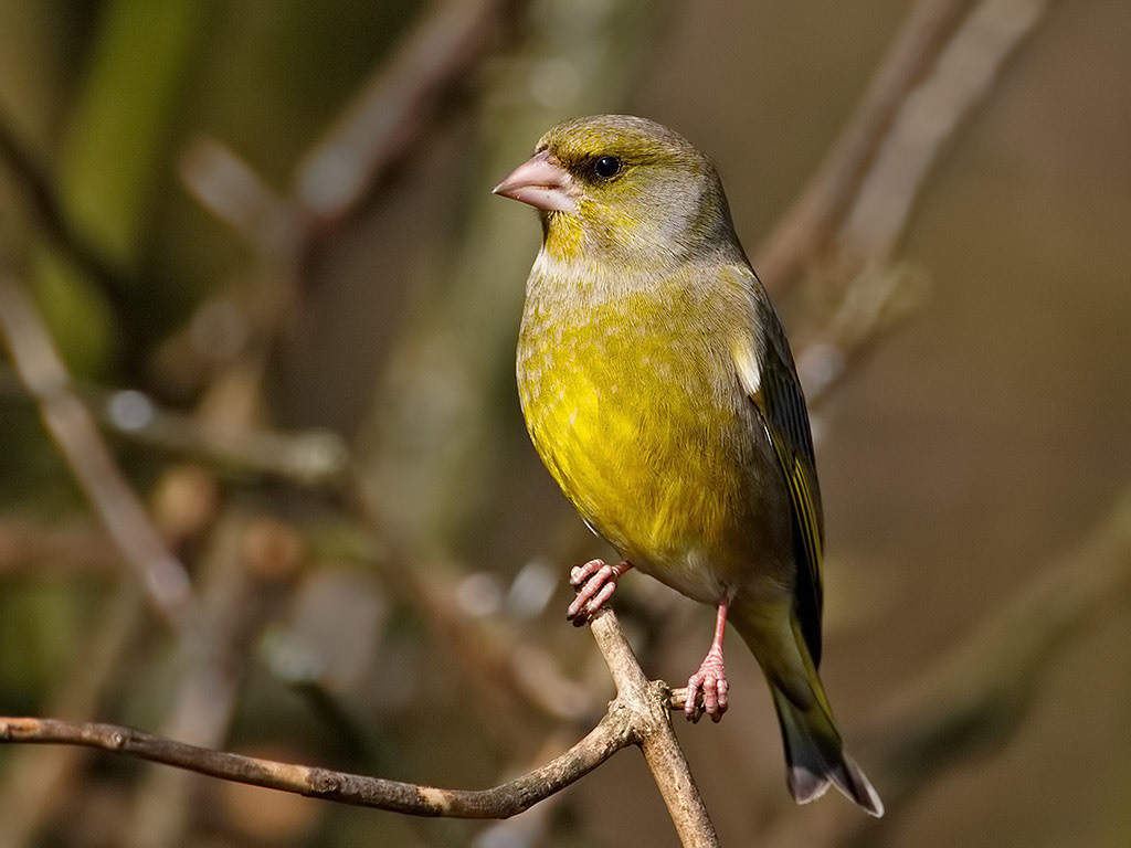 Greenfinch