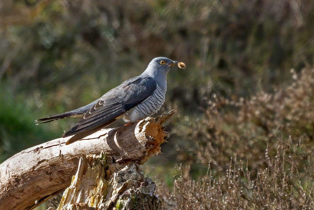 Cuckoo