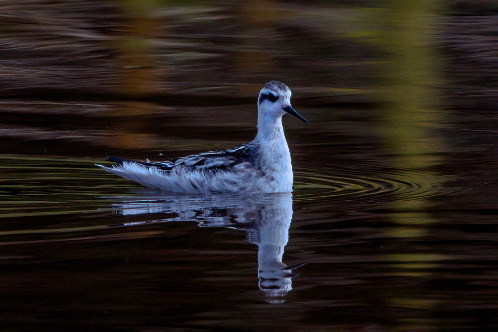 Red-necked Phalarope