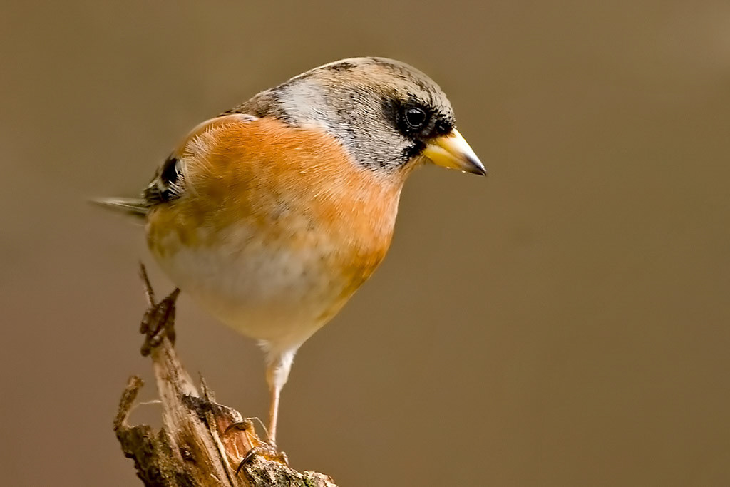 Brambling